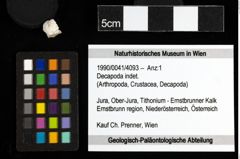 Foto (Objekt + Etiketten) von Decapoda indet. 